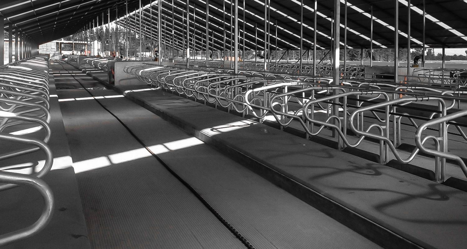 Interior of a dairy shed with concrete flooring and cattle railings, Ashburton
